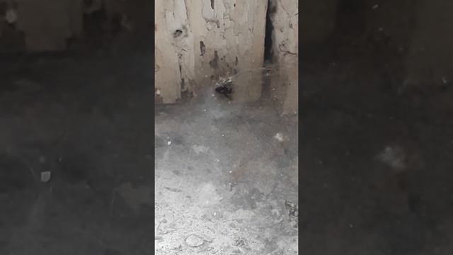 Воронковый паук утаскивает муху в норку смотреть онлайн