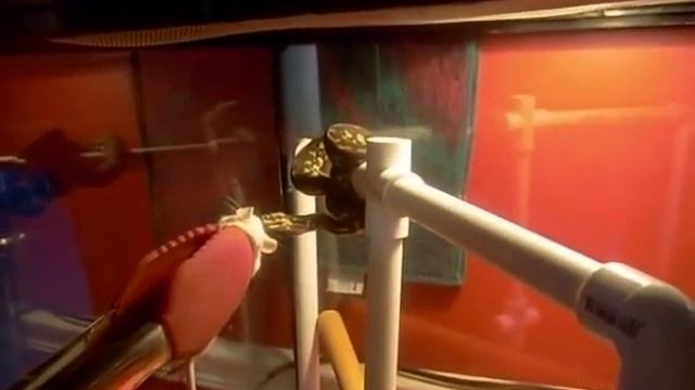 Carpet Python Attack While in Shed Mode смотреть онлайн