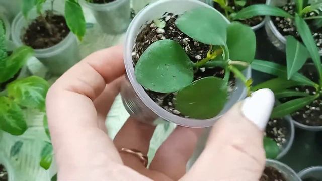 мои цветы, укорененные малыши смотреть онлайн