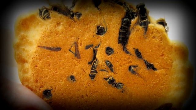 Самые экзотические блюда в мире смотреть онлайн