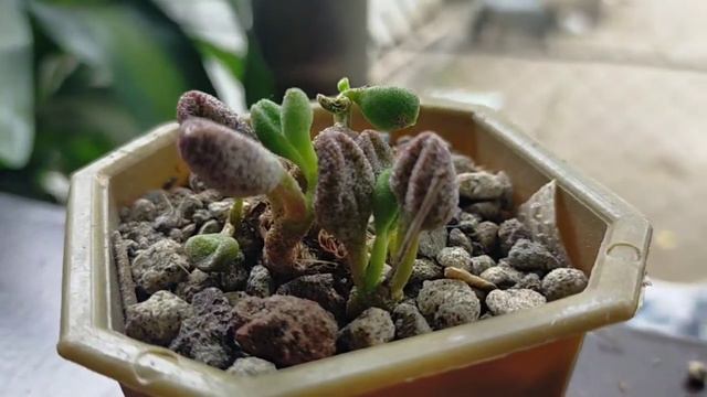 Adromischus marianiae смотреть онлайн
