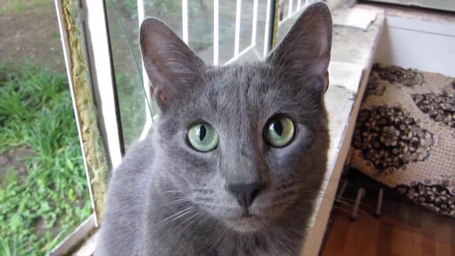 ixus 115 hs тест смотреть онлайн