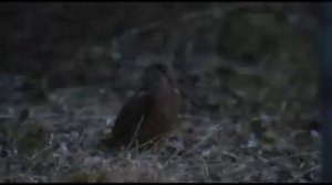 Самка вальдшнепа брачный зов