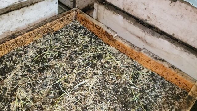 Усиленное кормление червей для рыбалки весной. смотреть онлайн