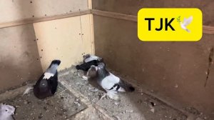 Голуби 🕊️ Таджикистан 🇹🇯 город 🌆 Исфара