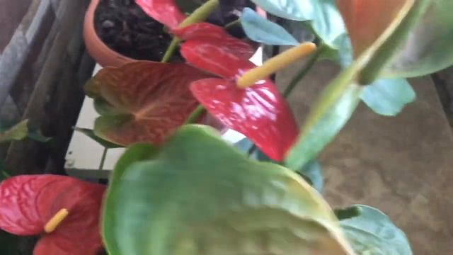 Мои комнатные цветы в ноябре месяце.