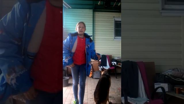 Как научить Немецкую Овчарку команде сидеть. смотреть онлайн