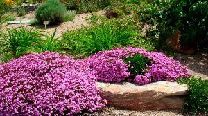 Сапонария (мыльнянка) РЕЛАКС АРТ-ТЕРАПИЯ ИМПРОВИЗАЦИЯ композитор Виктор Анохин #музыка #piano #цветы