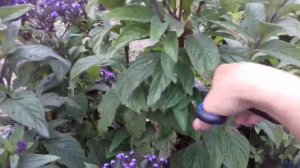 ЧЕРНЕЮТ ЛИСТЬЯ У ГЕЛИОТРОПА. РАЗНИЦА РАЗВИТИЯ В ГОРШКАХ И В ОТКРЫТОМ ГРУНТЕ