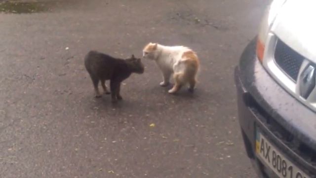 Коты разбираются... смотреть онлайн