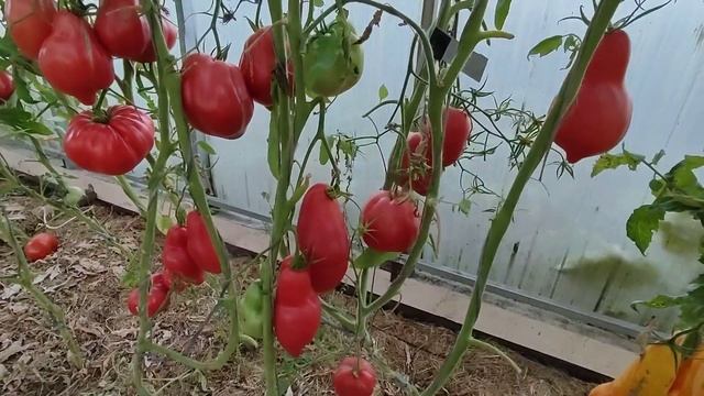 Сорт томата -Томочка смотреть онлайн