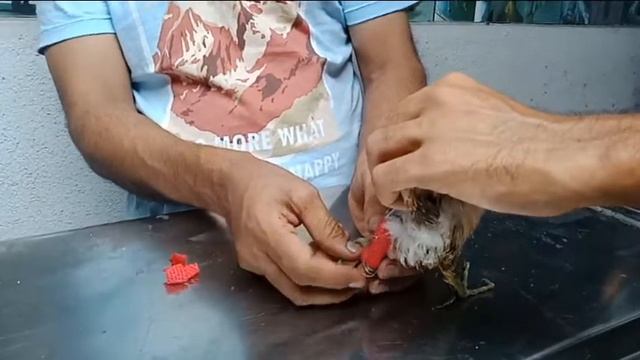 Grey Heron chick tibia (left )fracture management смотреть онлайн