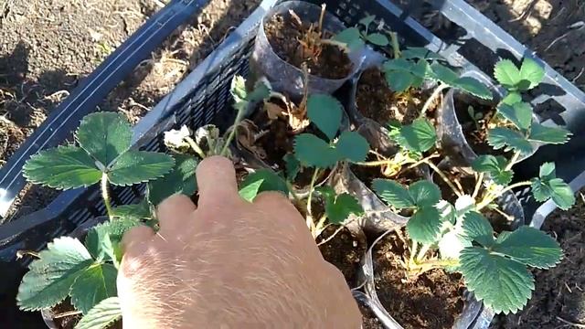 Сандра и другие сорта клубники.приживаемость и высадка. смотреть онлайн