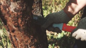 Уход за яблоней. Обрезка дерева, очистка от старой коры, борьба с муравьями