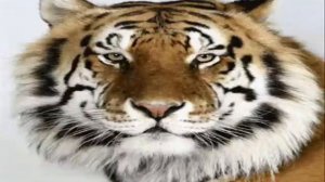 Купите мне тигренка | Веселые детские песни