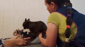 Вязка собак. Как помочь повязаться собакам, если есть небольшая разница в размерах кобеля и суки?