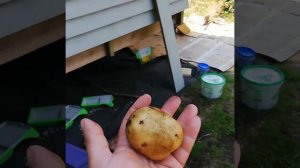 Картофель ранний, сорт "Метеор"