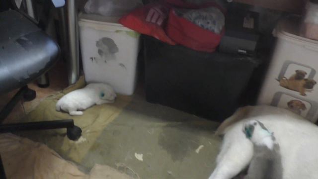 Белый малыш за радугой. Питомник "Шилеле" смотреть онлайн