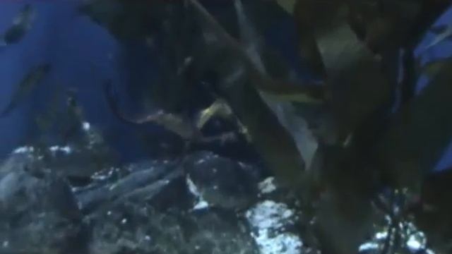 Подводный конек-горбунок смотреть онлайн