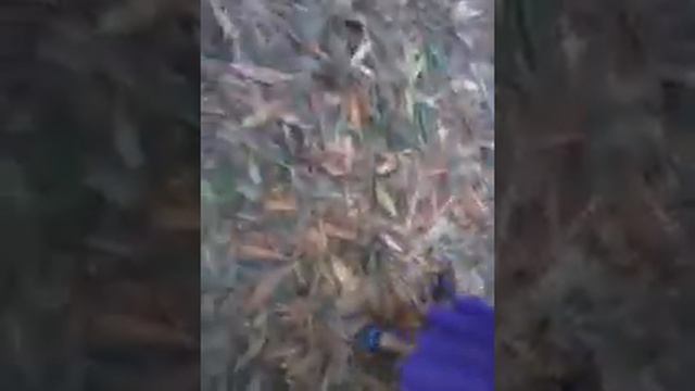 video 2015 05 17 11 33 00 смотреть онлайн