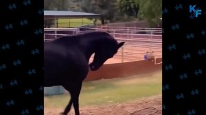 Лошадь в деле. Лошадь против людей, быка, собак, крокодила. Битвы лошадей снятые на камеру.