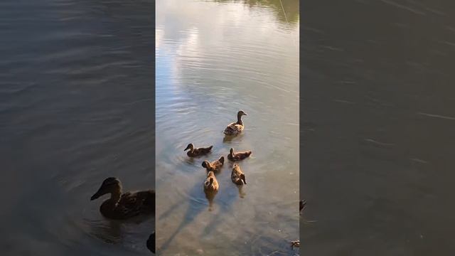 Рыбалка на реке Кубань смотреть онлайн