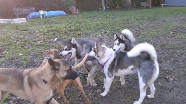 play groups with kismet and friends смотреть онлайн