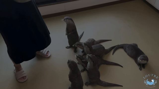 Otter Playing in the Snow in Summer?!【EcoFlow】 смотреть онлайн