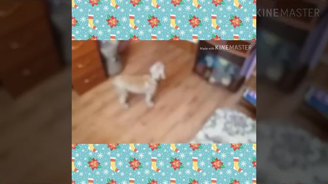 Старые видео с Нюшей ~ Семья животных смотреть онлайн