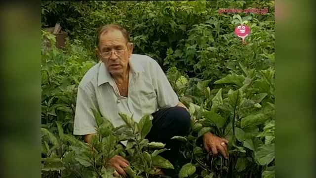 Сорта баклажан. Выращивание баклажан в открытом грунте #urozhainye_gryadki смотреть онлайн