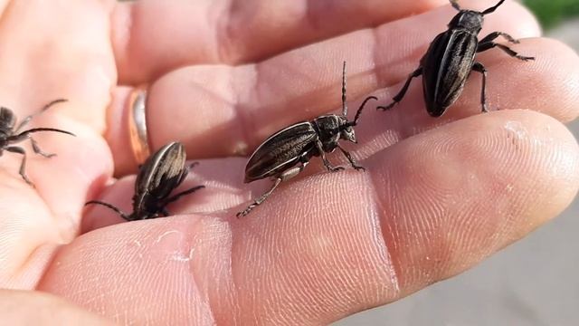 Корнеед шелковистый - забавный жук, похожий на семечку смотреть онлайн