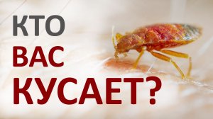 Определитель укусов: как понять, кто кусает вас дома?
