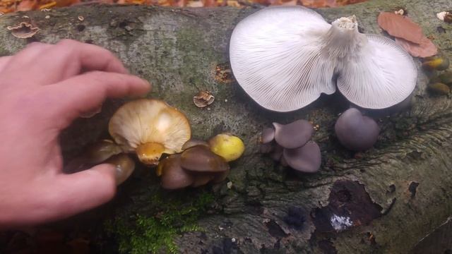 Porównanie: Łycznik późny (Panellus serotinus) vs Boczniak ostrygowaty (Pleurotus ostreatus) смотреть онлайн