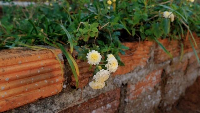 Chrysanthemum indicum in the wind - Free Stock Footage смотреть онлайн