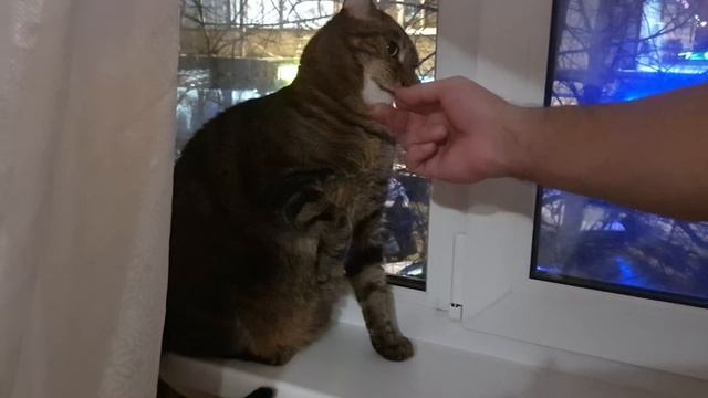 Будешь моей когтеточкой? :) Котосъёмка бэкстейдж \\ Funny Cats backstage смотреть онлайн