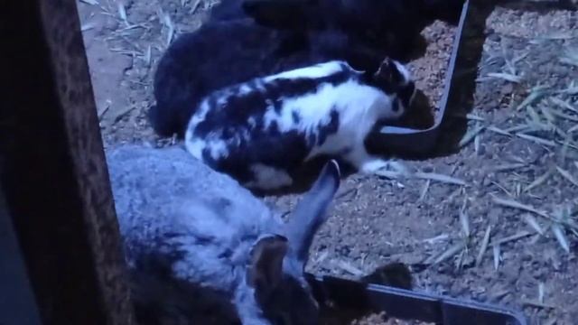 Комбикорм для кроликов своими руками смотреть онлайн