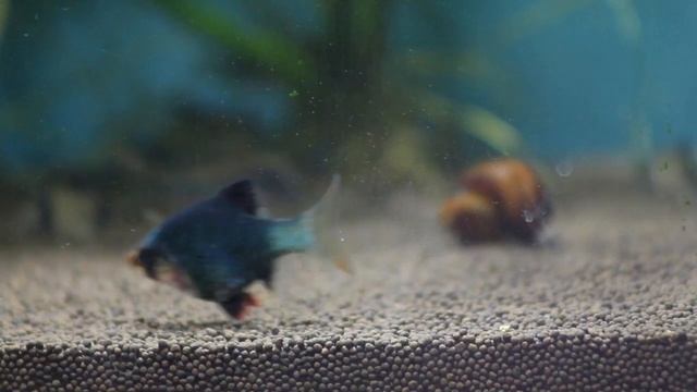 Аквариумная рыбка Барбус. Опасна ли она? смотреть онлайн