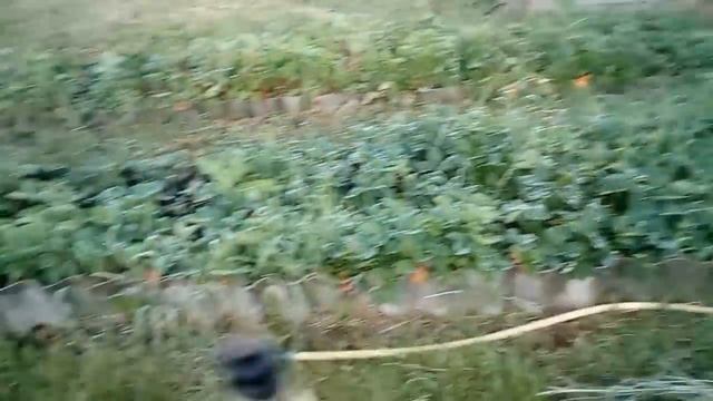 Бюджетная самодельная поливалка для ленивого огорода смотреть онлайн