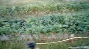 Бюджетная самодельная поливалка для ленивого огорода