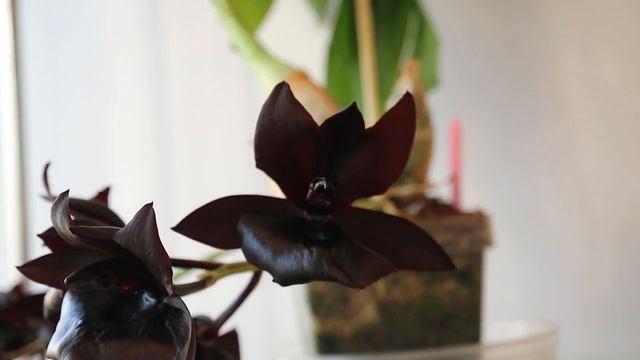 Monnierara Millenium Magic 'Witchcraft' смотреть онлайн