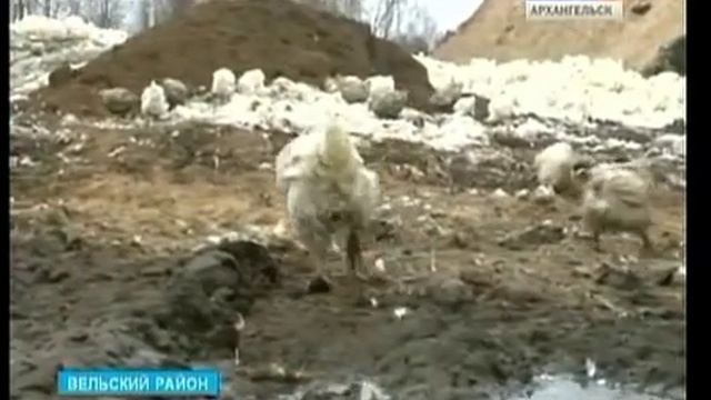 Суд обязал агрофирму "Вельская" очистить земли от куриного помёта смотреть онлайн