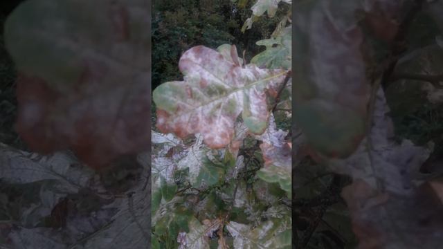 дубочки. хим. 30.08.2022 4 дня назад были ок. смотреть онлайн