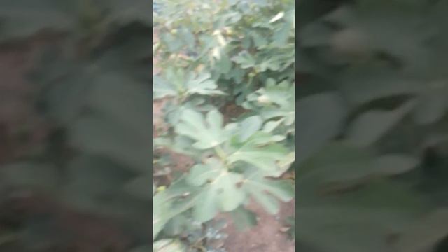 Инжир в открытом грунте .Никополь 16.09.23 смотреть онлайн