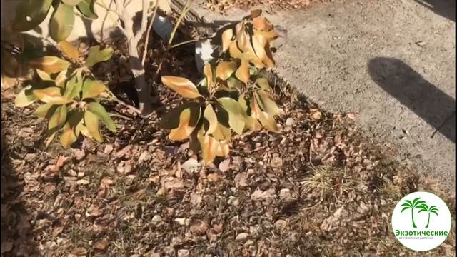 Зимостойкость магнолий в зависимости от сортовой принадлежности смотреть онлайн