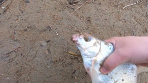 Что там? Стерлядь, где же Язь?! Рыбалка на Иртыше.