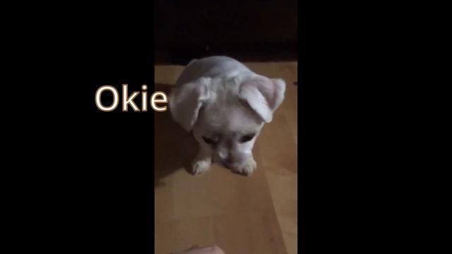 Rat Likes Being Scratched by BadBoyHalo | Rat Compilation #15 смотреть онлайн