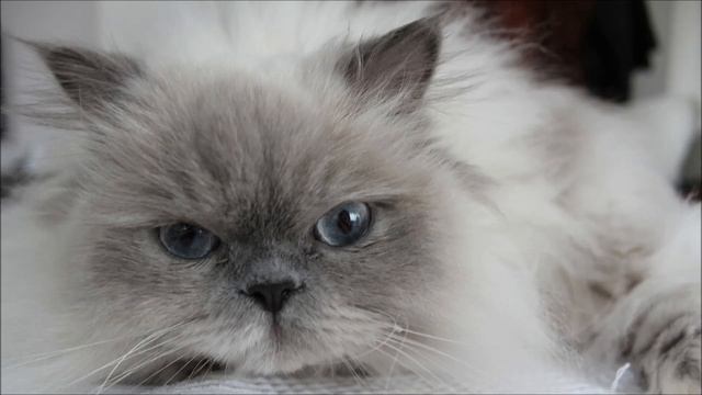 Мяуканье кошки смотреть онлайн