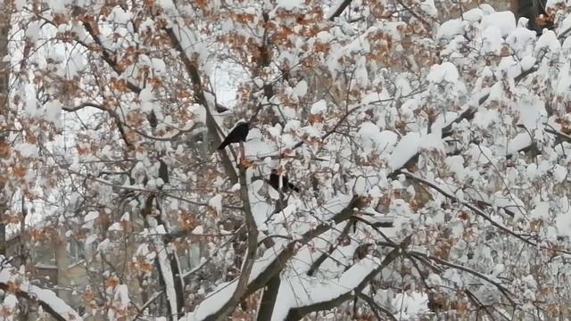 Пара зимних галок смотреть онлайн
