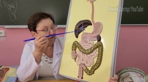 Тонкая кишка. Анатомия. #жкт