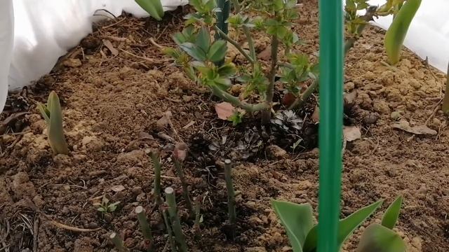 Розы - Анжела, Помпонелла! Лучшее время для черенкования! ? смотреть онлайн